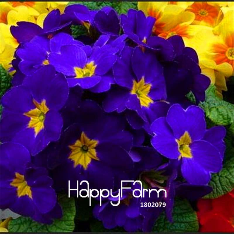 Rare Primrose Seeds (Primula Malacoides) - Easy to Grow Bonsai Flower Seeds for Home Garden