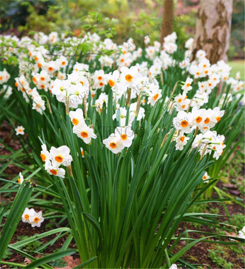 Double Petal Daffodil Bonsai Seeds - Aquatic Plant Seeds for Home Garden Planting