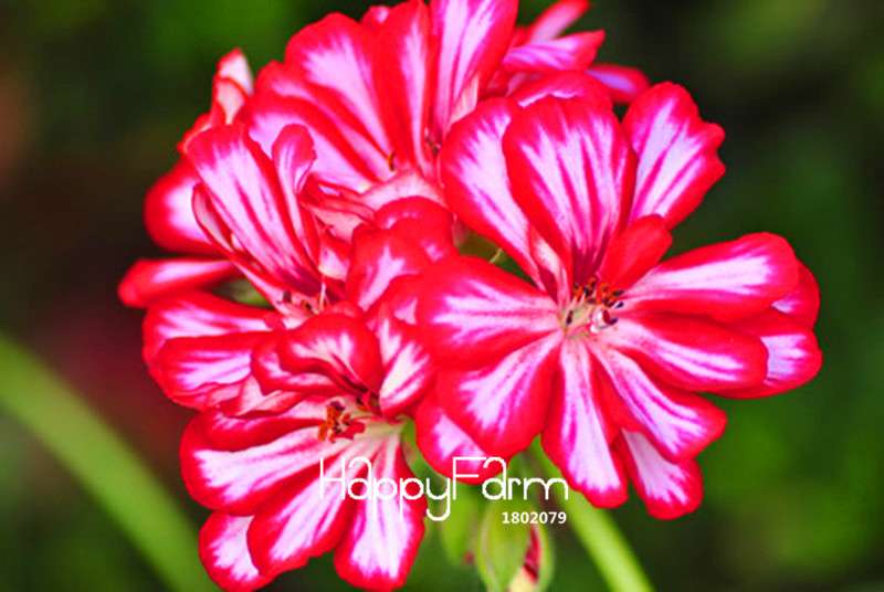 Rare Japanese Geranium Seeds - Perennial Flowers for Home Garden, Bonsai & Indoor Planting
