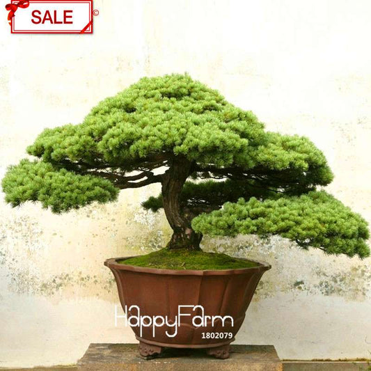 Cedar Bonsai Tree Seeds - DIY Home Garden Planting Kit for Beginners - Cedrus