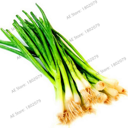 Chinese Green Onion Seeds - Perennial Veggie, Easy-Grow Garden & Bonsai Plant for Home (Fast Shipping)