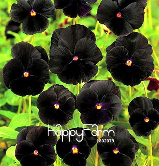 Black Pansy Seeds - Rare Cold-Resistant Perennial Flowers for Home & Bonsai