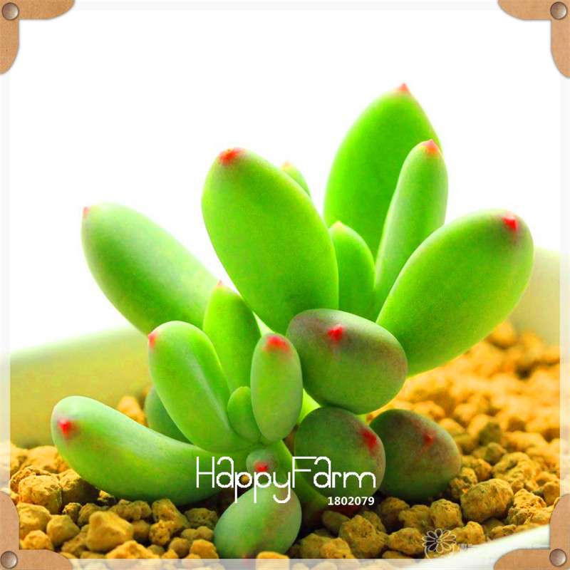 Rare Succulents Seeds - 99 Varieties, Lithops & Bonsai Plants for Office & Home