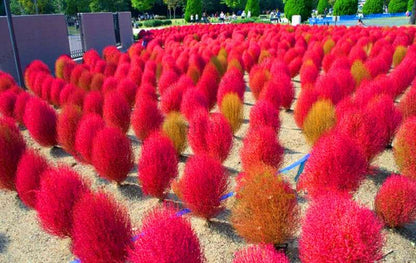 Burning Bush Grass Seeds - Fast Growing, Hardy Kochia Scoparia | Summer Cypress, Easy to Grow Garden Seeds