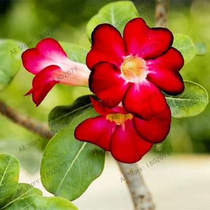 Mixed Color Desert Rose Seeds - Easy to Grow Bonsai Flower for Home Garden Planting