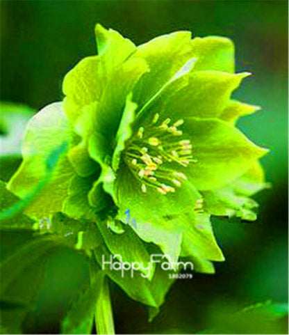 Helleborus Seeds for Bonsai - Grow Exotic Japanese Flowers at Home | DIY Garden Kit