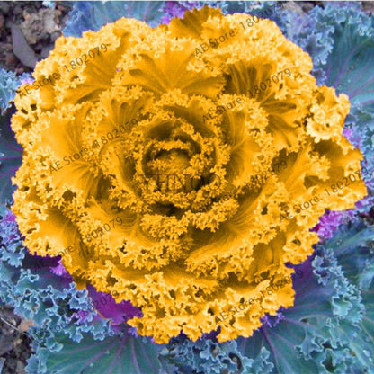 Organic Cabbage Flower Kale Seeds - Edible, Delicious & Ornamental Plants for Home Garden & Bonsai