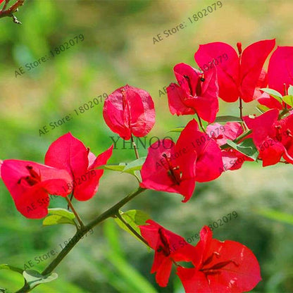 Bougainvillea Bonsai Seeds - Vibrant Flowering Plant for Home & Garden | Fast-Growing, Easy Care