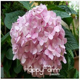 Geranium Seeds for Potted Balcony Planting - Fast Sprouting Pelargonium Flowers