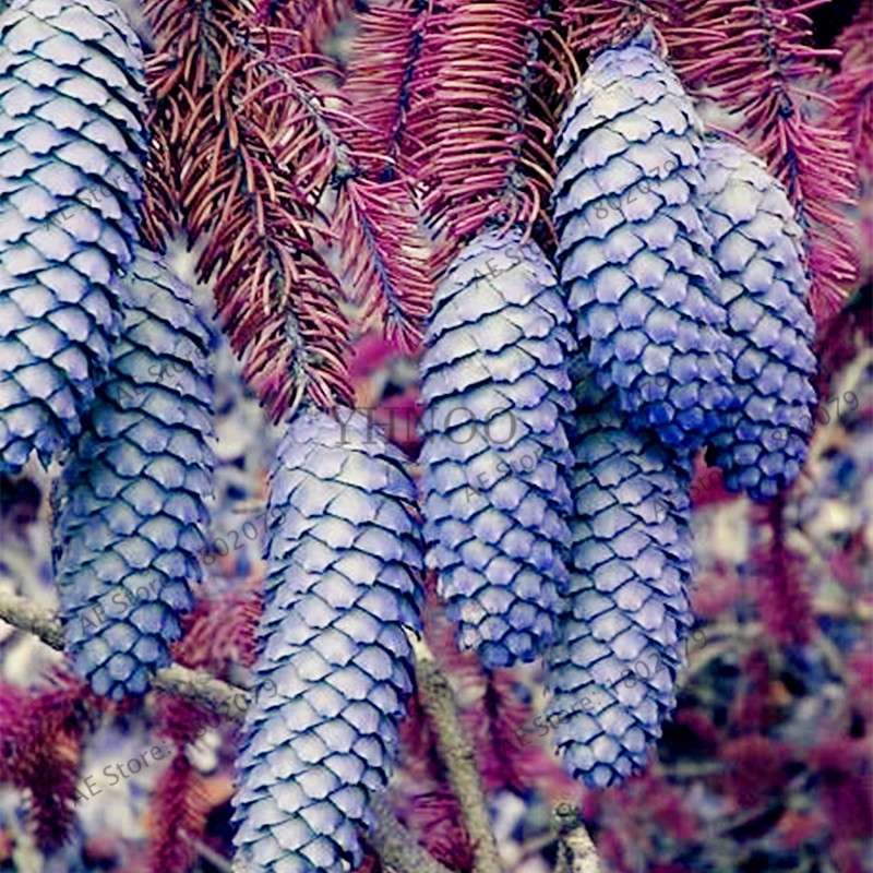 Korean Fir Seeds (Abies koreana) - Year-Round Bonsai Tree Planting, DIY Home Garden Decor & Landscaping
