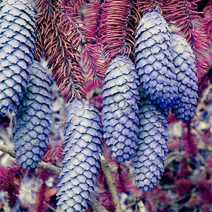 Korean Fir Seeds (Abies koreana) - Year-Round Bonsai Tree Planting, DIY Home Garden Decor & Landscaping