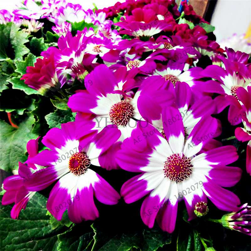Cineraria Flower Seeds - 23 Colorful Bonsai Varieties for Home & Garden DIY Planting