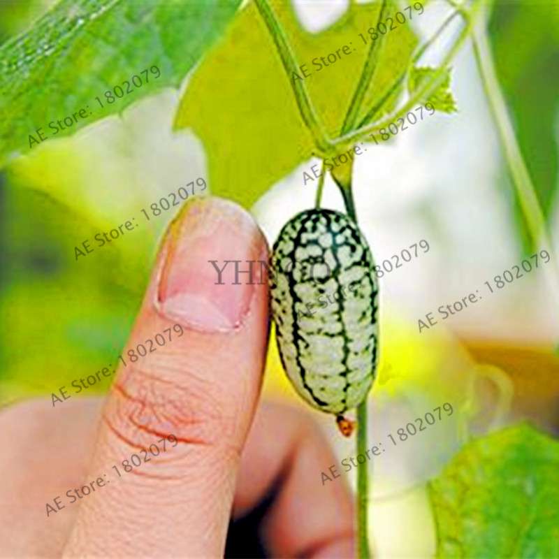 Thumb Watermelon Seeds - Non-GMO, Easy-Grow Cucamelon Bonsai Fruit for Home Garden