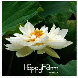 Affordable Water Lily Seeds for Bonsai & Balcony - Easy-Grow Potted Flowers