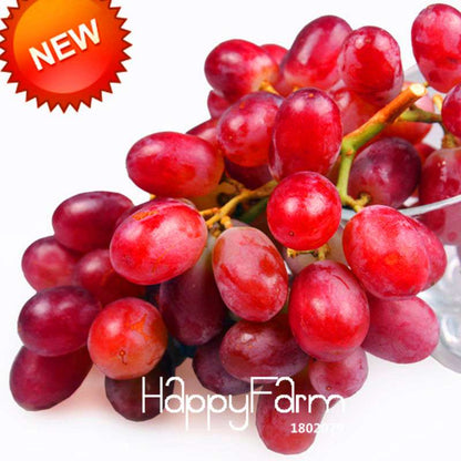 Sweet Red Grape Seeds - Natural, Delicious & Easy to Grow Fruit Plants for Home Gardening