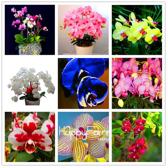 Phalaenopsis Orchid Seeds - Premium Bonsai Flower Seeds for Home & Indoor Garden Planting