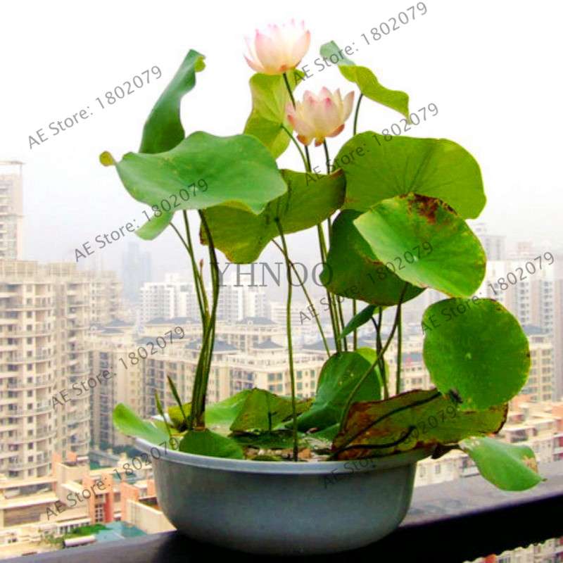 Lotus Seeds for Planting - Beautiful Water Lily Aquatic Plants for Home Garden Ponds