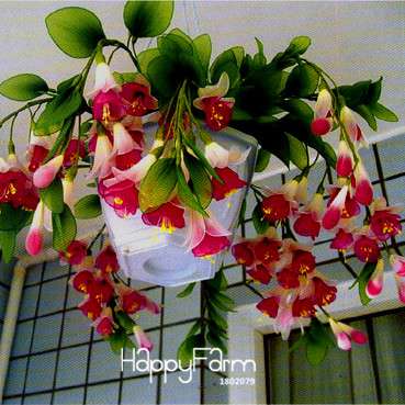 Red Fuchsia Seeds - Vibrant Lantern Flower Bonsai, Perennial Blooming Plants for Garden