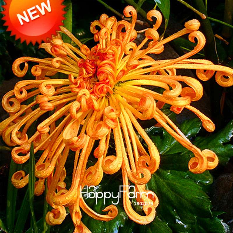 Orange Chrysanthemum Fireworks Flower Seeds - Bonsai Balcony Garden, Fast Shipping USA