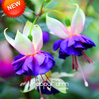White Fuchsia Flower Seeds - Vibrant Hanging Potted Plants for Home & Garden | Fast-Growing