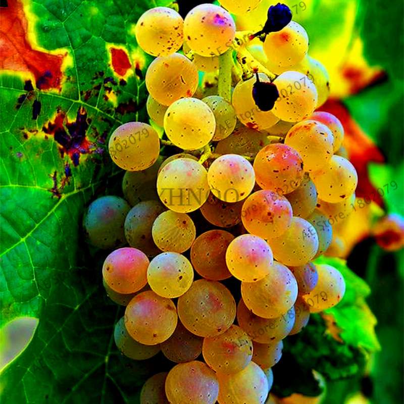 Kyoho Grape Seeds - Sweet Natural Fruit Seeds for Home Garden Planting, Fresh & Juicy