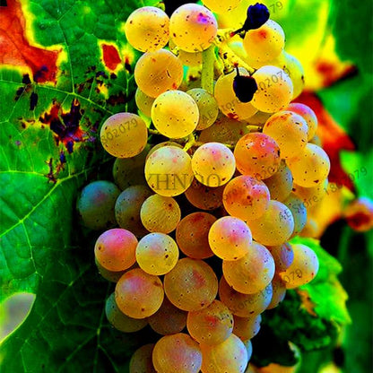 Kyoho Grape Seeds - Sweet Natural Fruit Seeds for Home Garden Planting, Fresh & Juicy