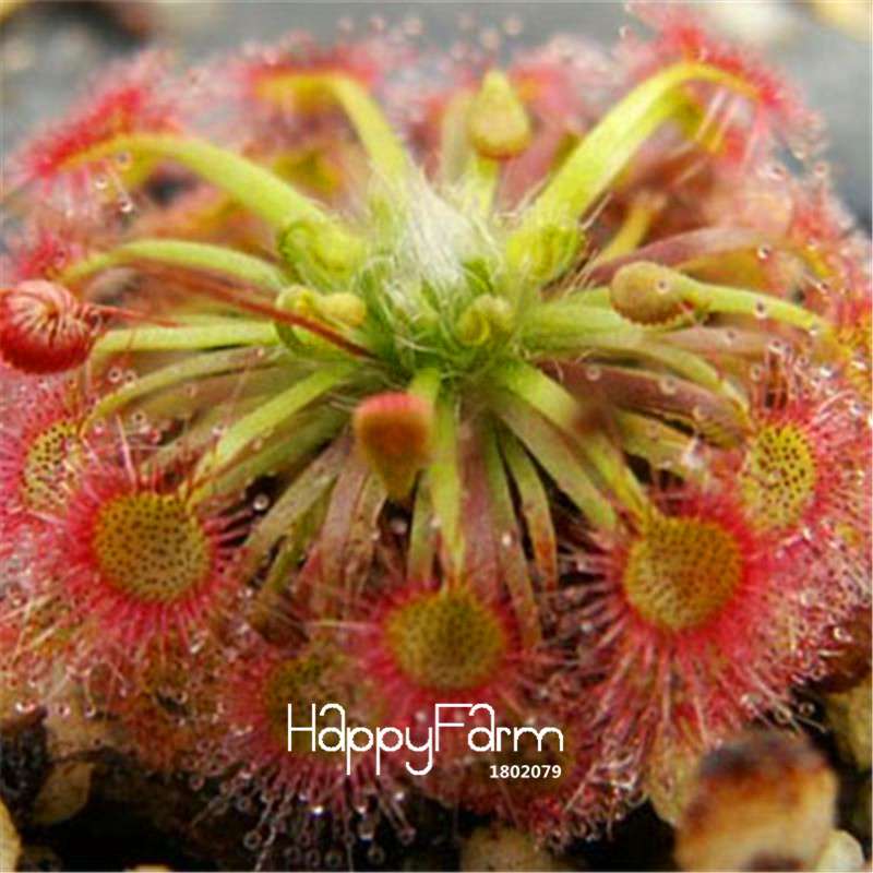 Sundew Seeds - Rare Carnivorous Bonsai Plants, Fresh & Novelty Garden Seeds for Home Gardening
