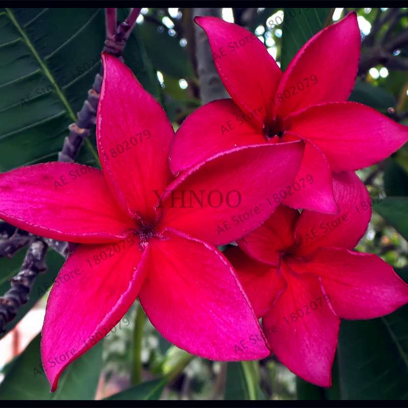 Mixed Color Frangipani Plumeria Seeds - Perennial Bonsai Plant for Home & Garden Planting