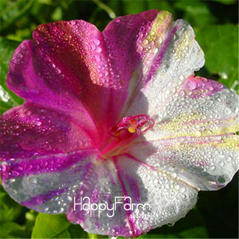 18 Varieties Jasmine Seeds - Fragrant & Ornamental Flowers for Garden Planting, Chinese Charm