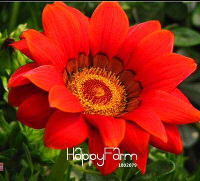 Vibrant Gazania Flower Seeds - Multicolor Mix for Stunning Blooms | Easy to Grow