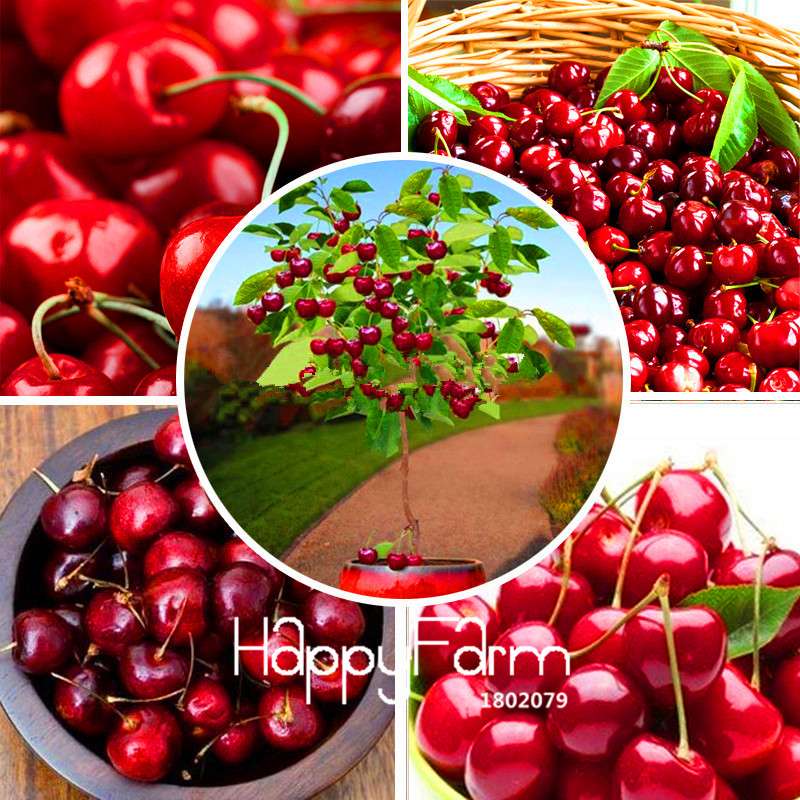 Cherry Bonsai Tree Seeds for Planting - DIY Home Garden Decor, Fruit Seeds for Potted Plants
