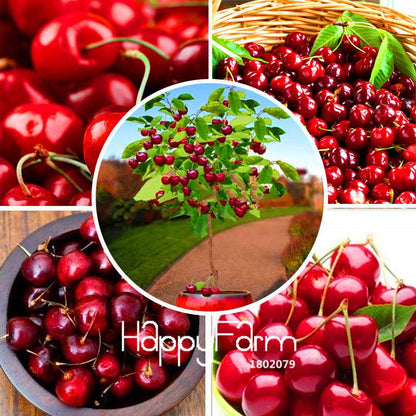 Cherry Bonsai Tree Seeds for Planting - DIY Home Garden Decor, Fruit Seeds for Potted Plants