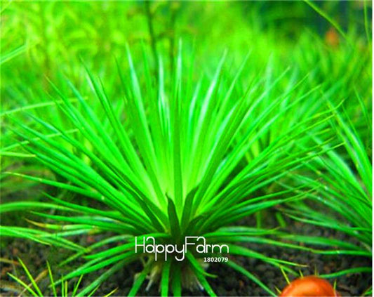 Limnophila Sessiliflora Seeds - Aquarium Moss Grass for Fish Tank & Bonsai Plants | Fast-Growing Aquatic Plant