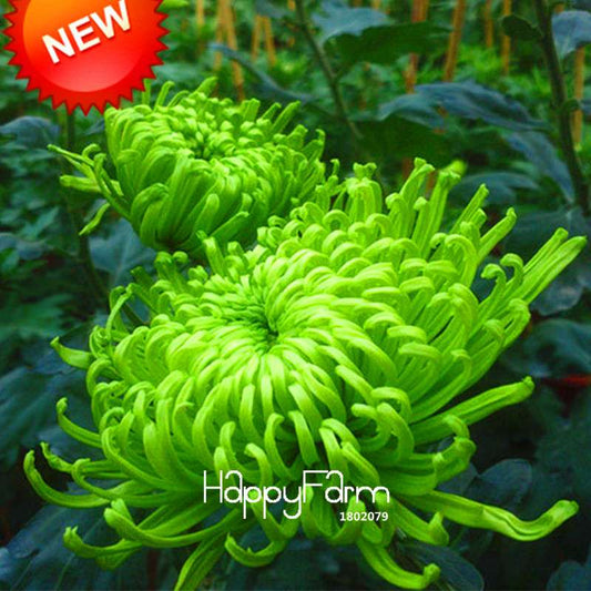 Rare Green Chrysanthemum Seeds - for Balcony Potted Plants | Exotic Flower Seeds
