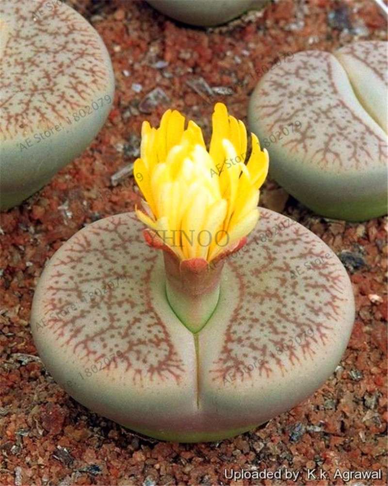 Rare Lithops Seeds - Living Stone Succulent Mix for Mini Garden, Bonsai & Assorted Flower Planting | Fast US Shipping