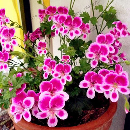 Rare Mixed Color Geranium Seeds - Vibrant Variegated Potted Flowers for Garden & Bonsai | Fast Shipping
