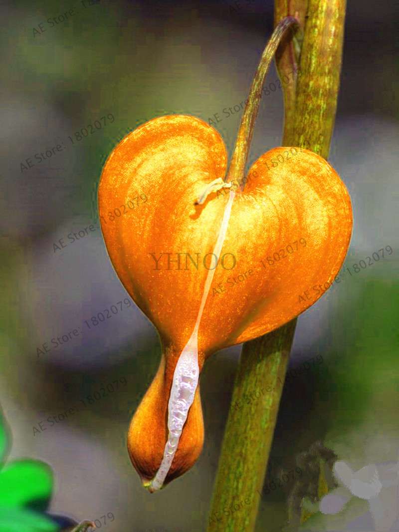 Bleeding Heart Seeds (Dicentra Spectabilis) - Orchid Seeds for Pots & Cottage Gardens