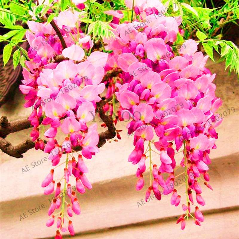 Rare Red Wisteria Seeds - Bonsai Tree Kit for Indoor Home Decor | Easy-Grow Mini Bonsai Plants