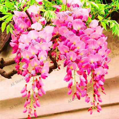 Rare Red Wisteria Seeds - Bonsai Tree Kit for Indoor Home Decor | Easy-Grow Mini Bonsai Plants