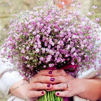 Gypsophila Paniculata Seeds - Vibrant Multi-Color Baby's Breath for Home & Garden | Fast Shipping