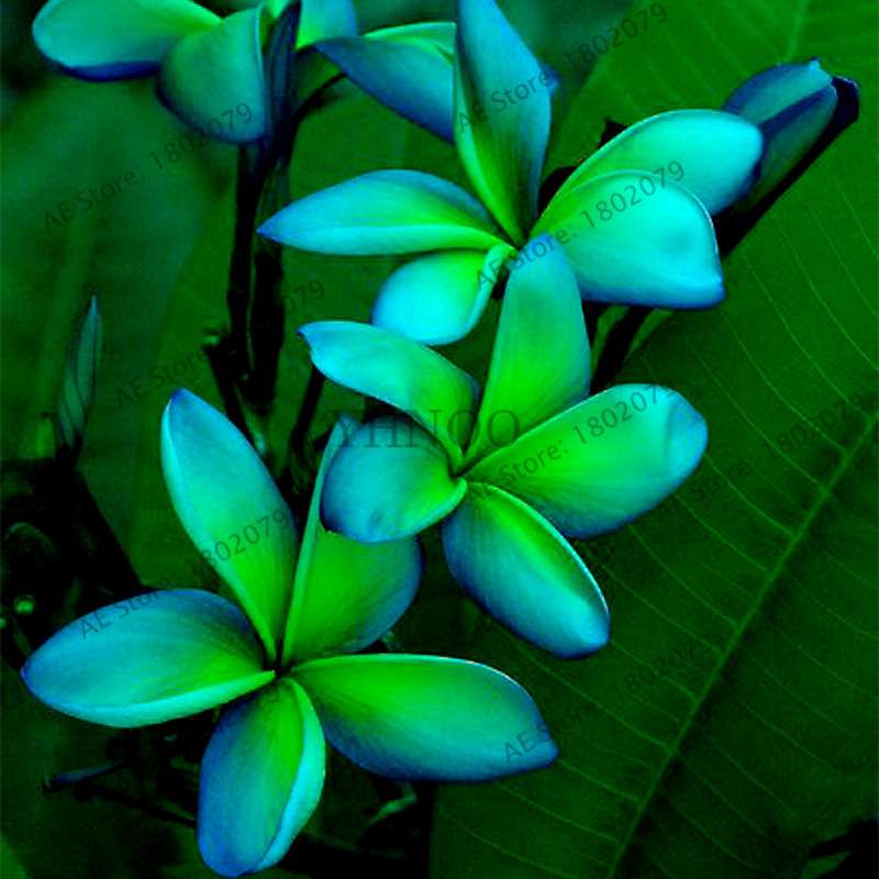Mixed Color Frangipani Plumeria Seeds - Perennial Bonsai Plant for Home & Garden Planting