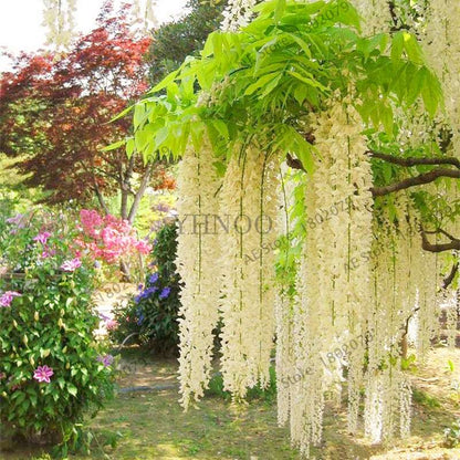 Rare Red Wisteria Seeds - Bonsai Tree Kit for Indoor Home Decor | Easy-Grow Mini Bonsai Plants