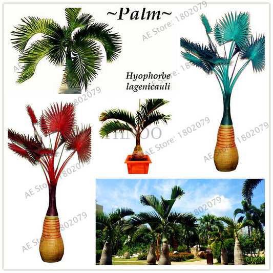 Bottle Palm Tree Seeds - Exotic Tropical Bonsai Plants for Home & Garden - Fast Shipping