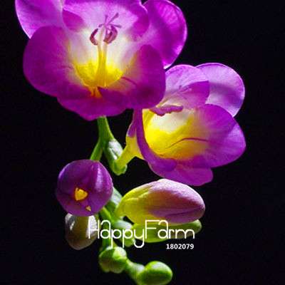Premium Purple Freesia Seeds - Vibrant Orchid-Like Blooms for Home Garden