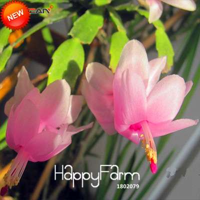 24 Color Rare Schlumbergera Bonsai Seeds - | Unique Truncatus Flower Seeds for Planting