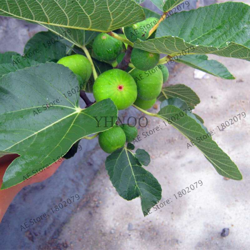 Sweet Honey Fig Tree Seeds - Fragrant, Easy to Grow, Perennial Bonsai for Home & Garden