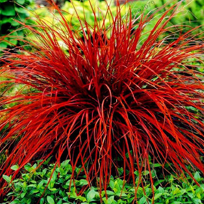 Blue Fescue Grass Seeds - Drought Tolerant, Perennial, DIY Home & Bonsai - Festuca Glauca