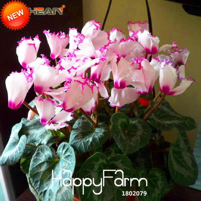 Buy Purple & White Cyclamen Flower Seeds - Perennial Blooming Plants for Your Garden