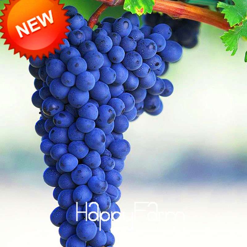 Black Grape Seeds - Non-GMO, High Germination Rate - Perfect for Home Gardening & Fresh Fruit