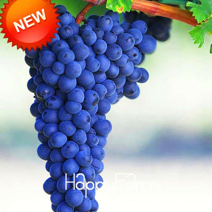 Black Grape Seeds - Non-GMO, High Germination Rate - Perfect for Home Gardening & Fresh Fruit